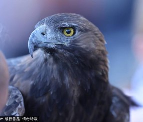 欧冠积分榜揭秘：皇马与拜仁的历史对决，曼联能否重振雄风？